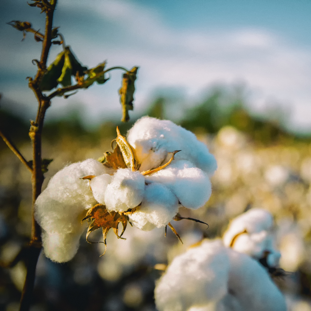 Cotton Spinning October 3, 2025