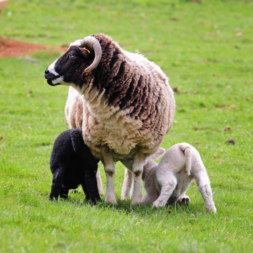 Spinning British Breeds-September 5, 2025